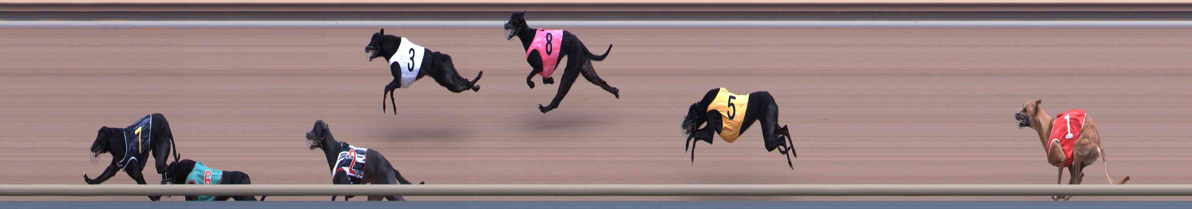 Photo finish for Healesville Race 10