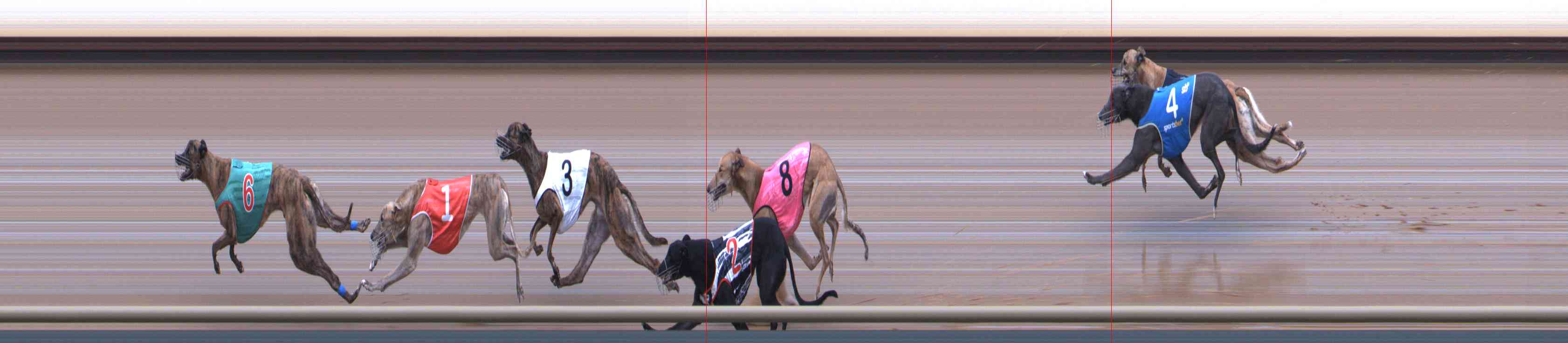 Photo finish for Healesville Race 8