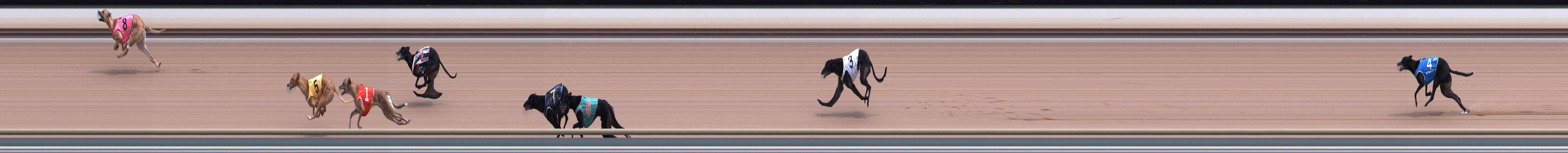 Photo finish for Healesville Race 8