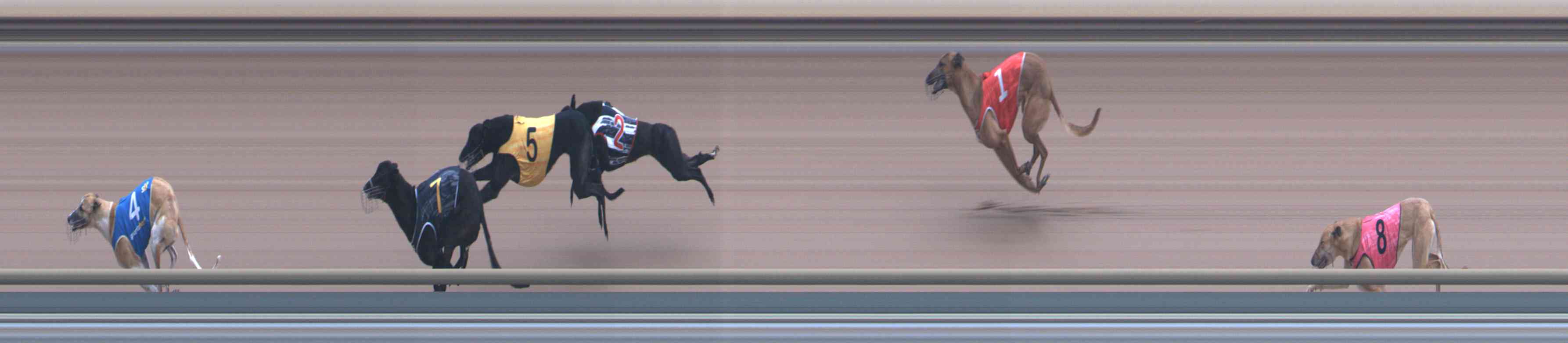 Photo finish for Healesville Race 9