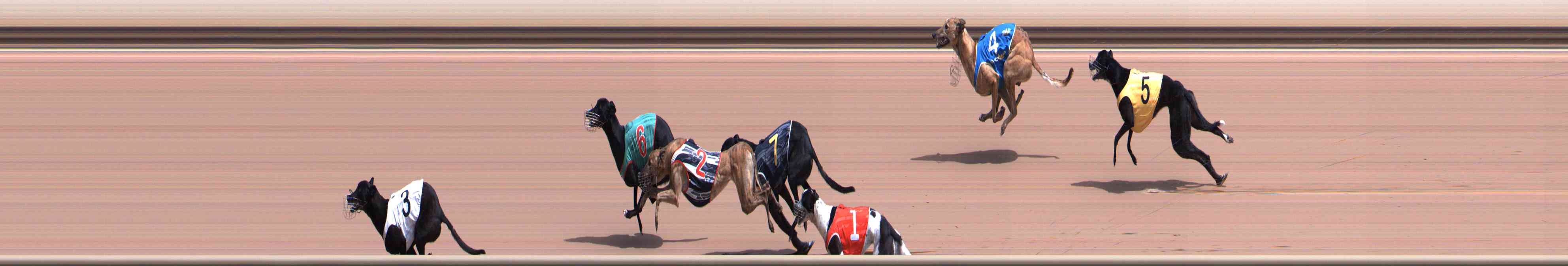 Photo finish for Healesville Race 3