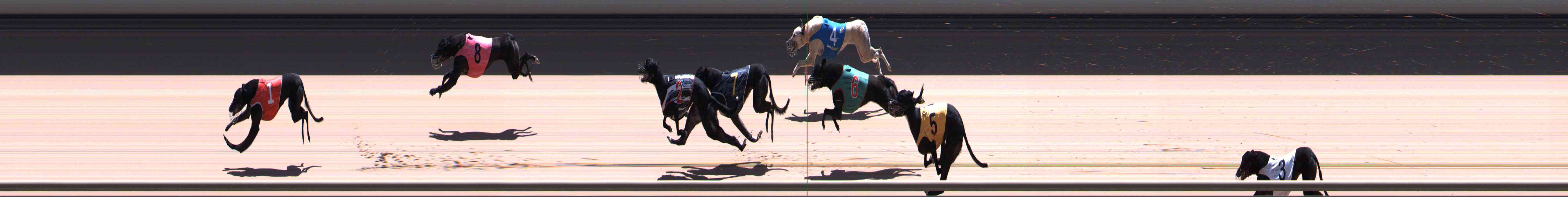 Photo finish for Healesville Race 12