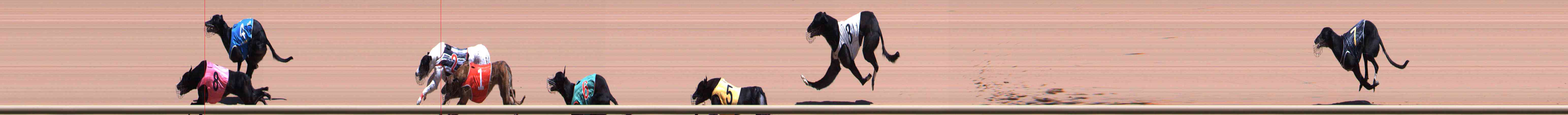 Photo finish for Healesville Race 5