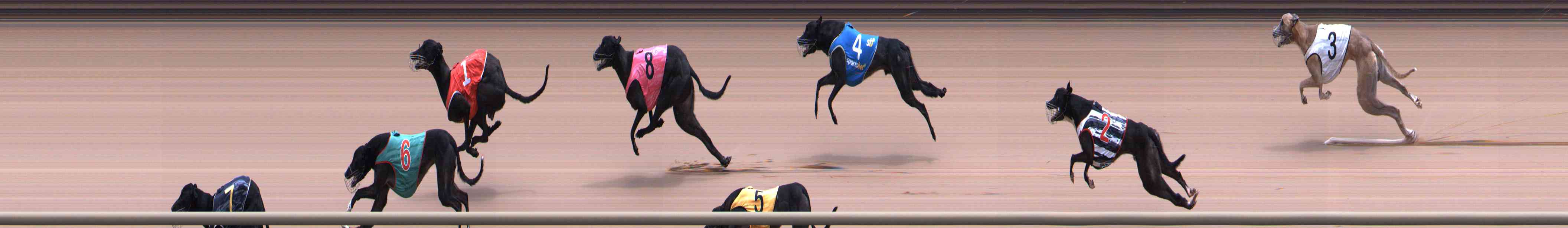 Photo finish for Healesville Race 8