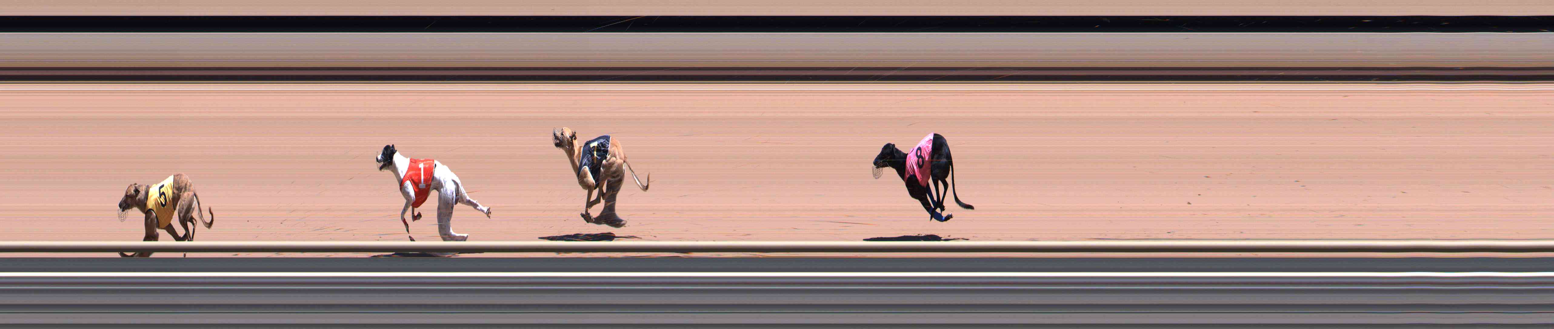 Photo finish for Healesville Race 5