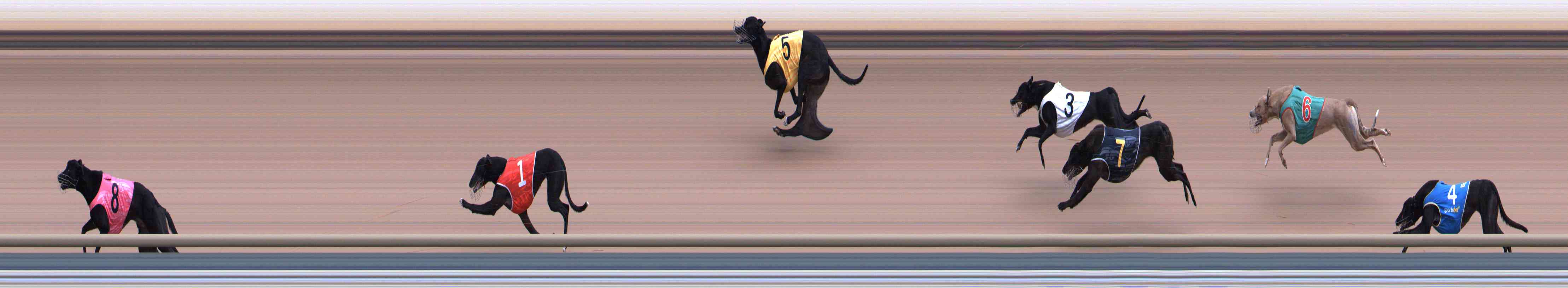 Photo finish for Healesville Race 5