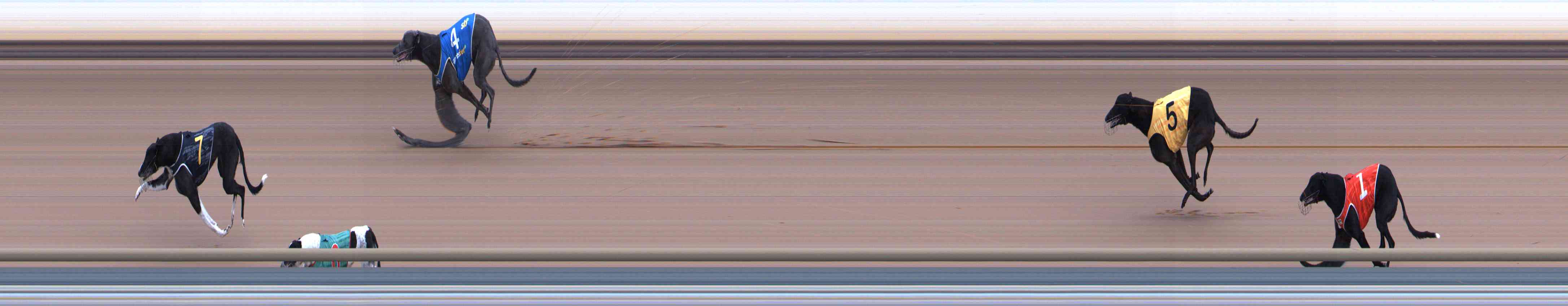Photo finish for Healesville Race 7