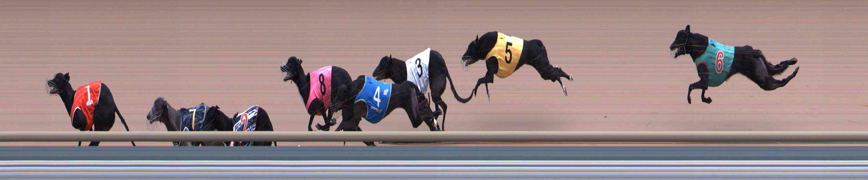 Photo finish for Healesville Race 10