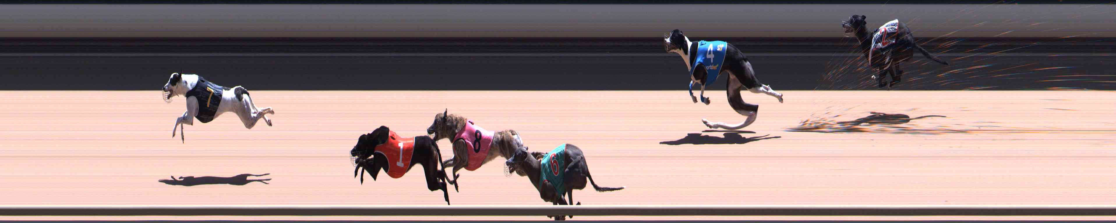 Photo finish for Healesville Race 12