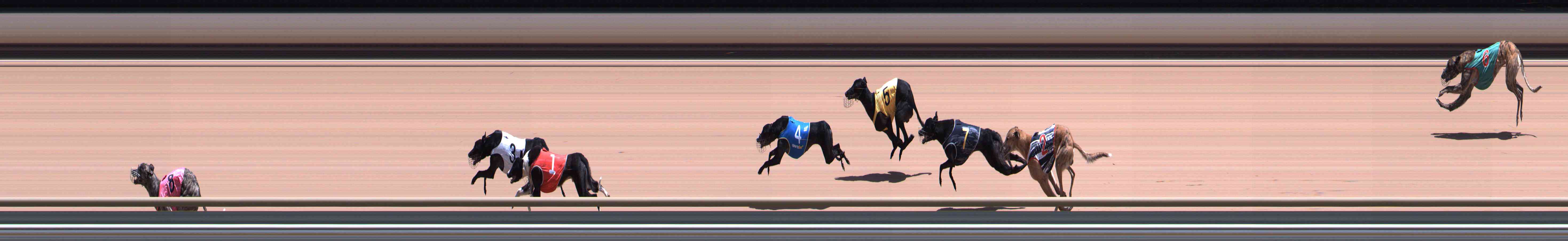 Photo finish for Healesville Race 8
