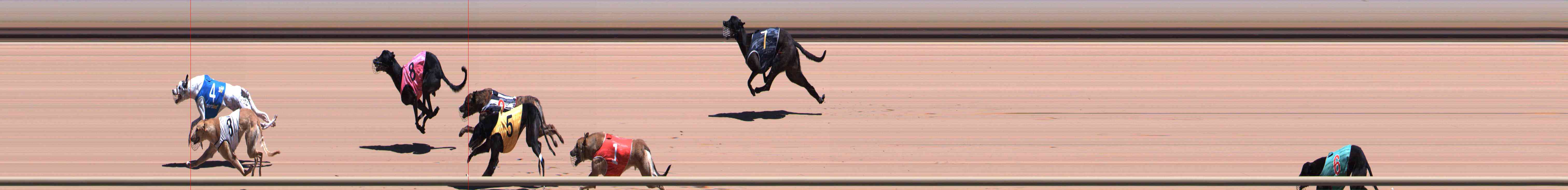Photo finish for Healesville Race 5