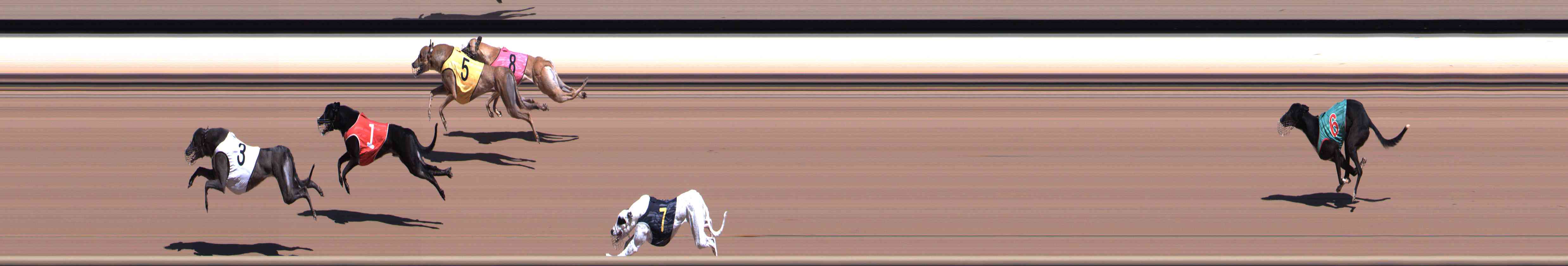Photo finish for Healesville Race 1