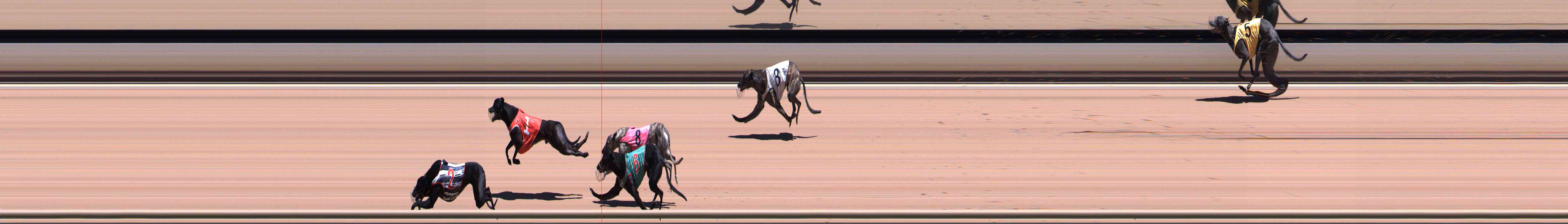 Photo finish for Healesville Race 7