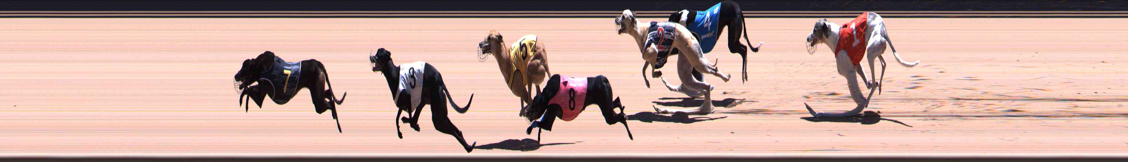 Photo finish for Healesville Race 11