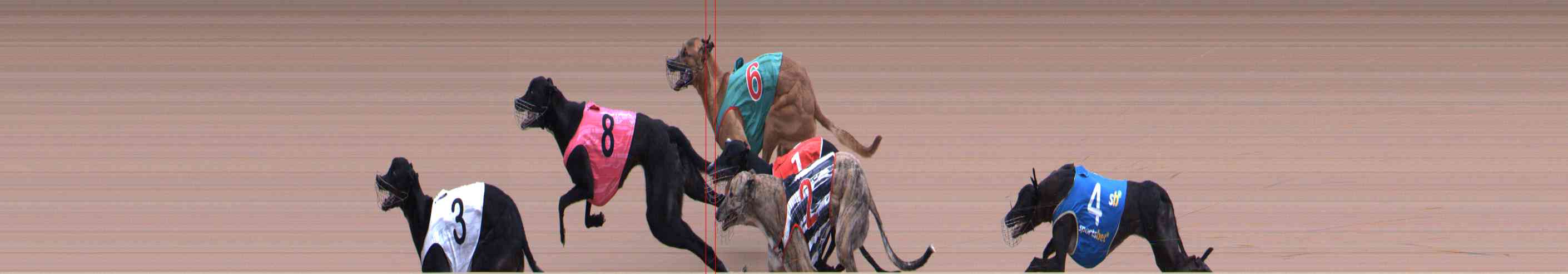 Photo finish for Healesville Race 8