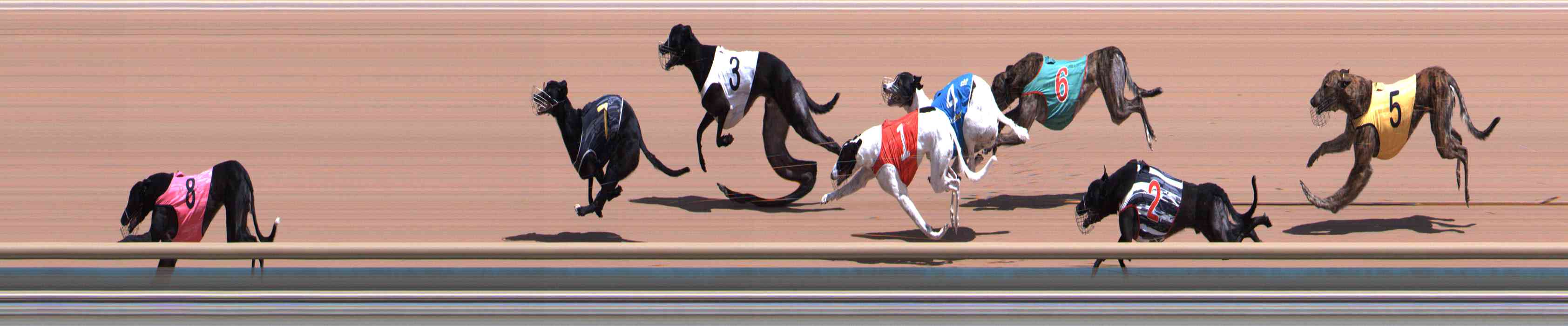 Photo finish for Healesville Race 4