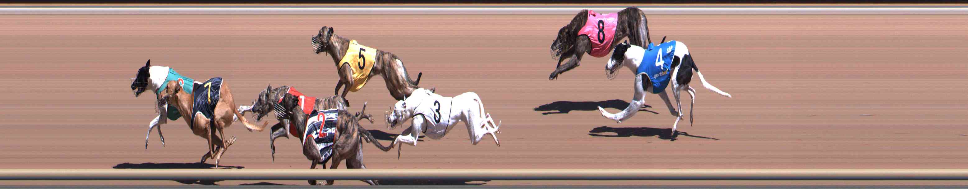Photo finish for Healesville Race 5