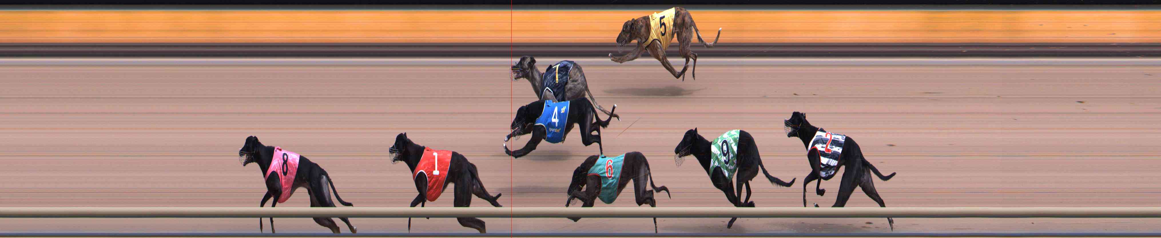Photo finish for Healesville Race 5
