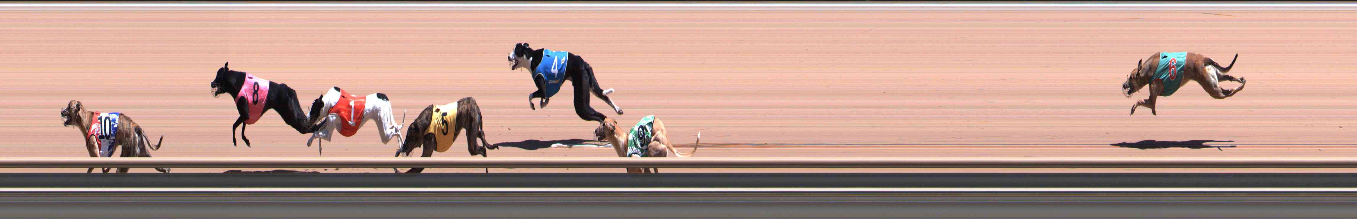 Photo finish for Healesville Race 11