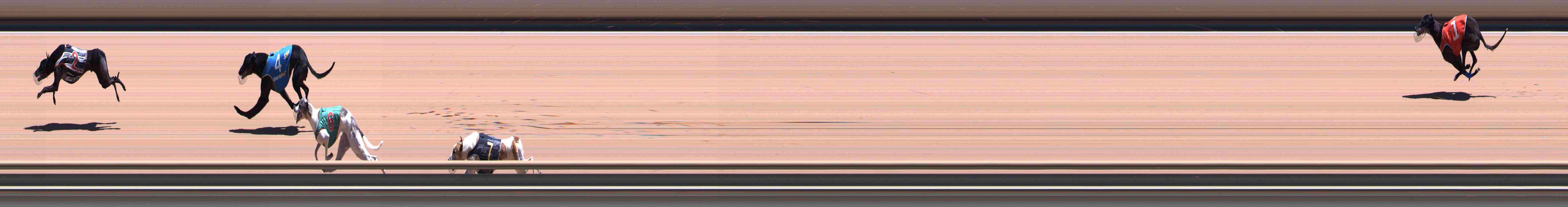 Photo finish for Healesville Race 12