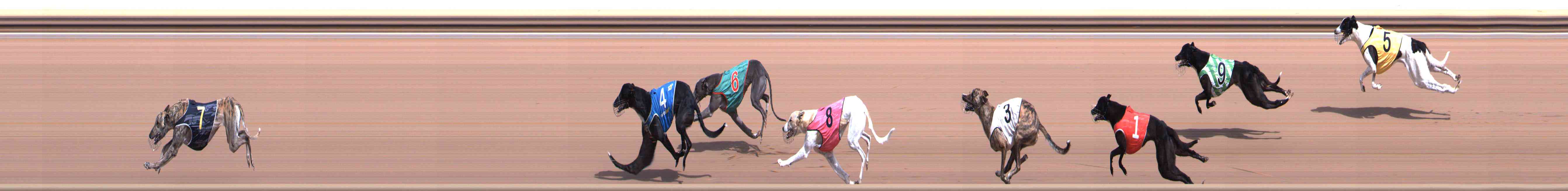 Photo finish for Healesville Race 1