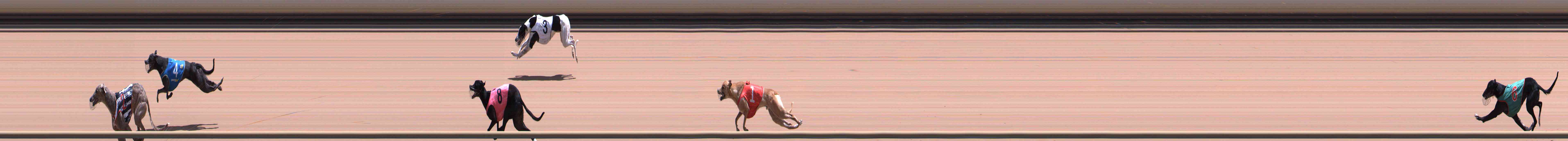 Photo finish for Healesville Race 9