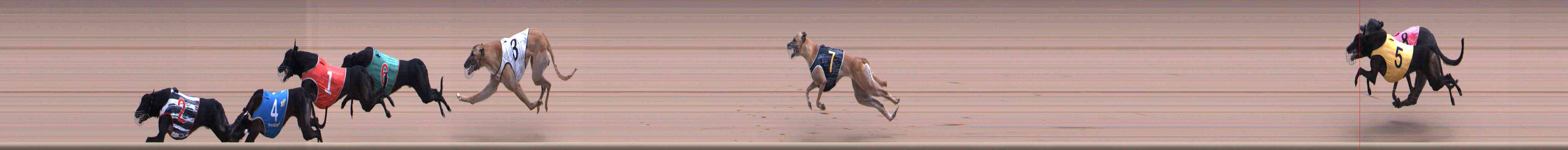 Photo finish for Healesville Race 11
