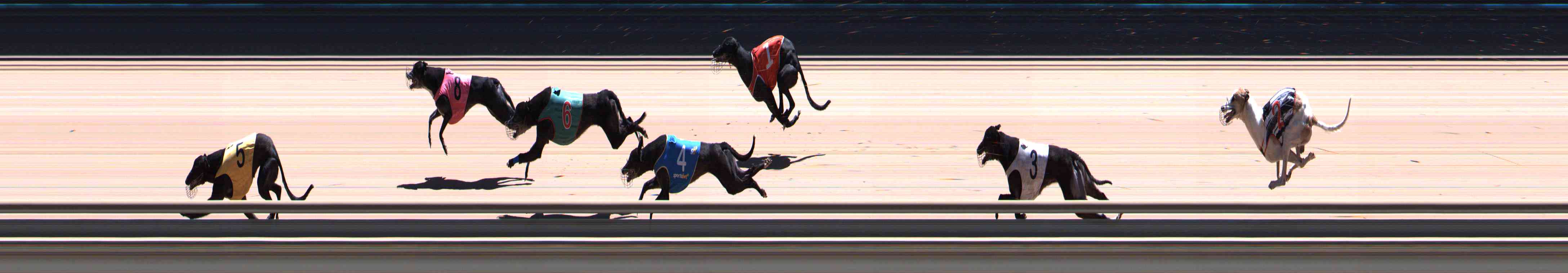Photo finish for Healesville Race 12