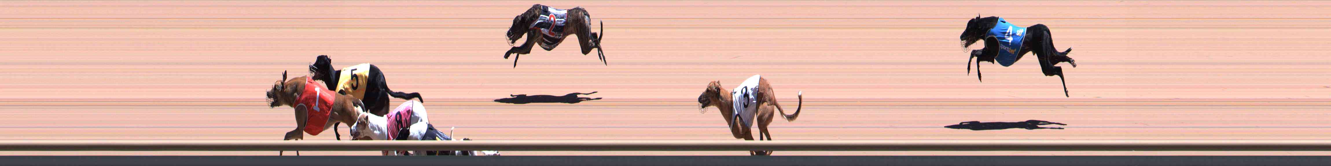 Photo finish for Healesville Race 9