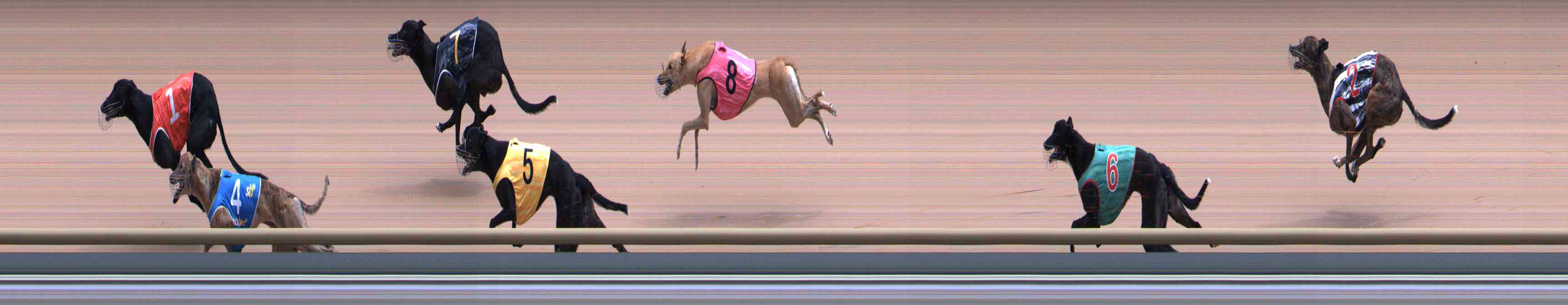Photo finish for Healesville Race 8