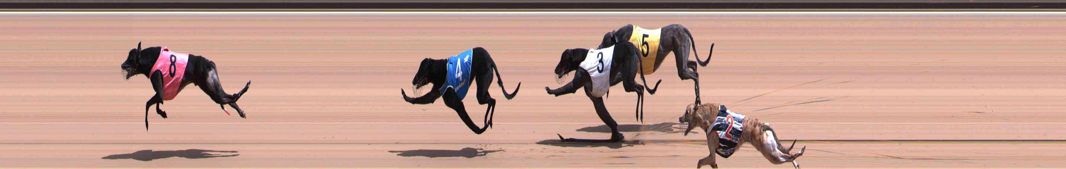 Photo finish for Healesville Race 8