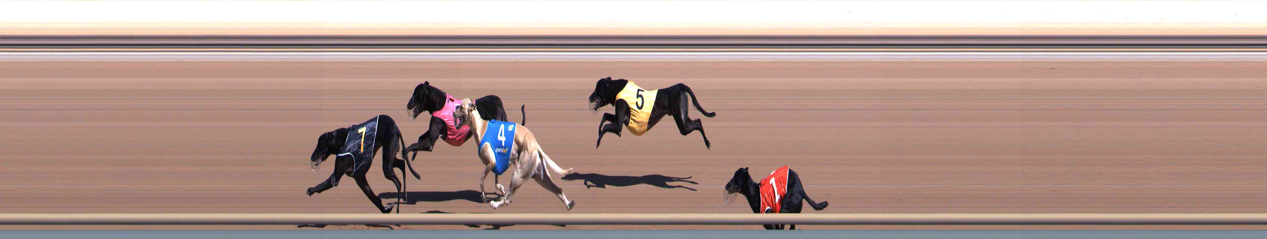 Photo finish for Healesville Race 4