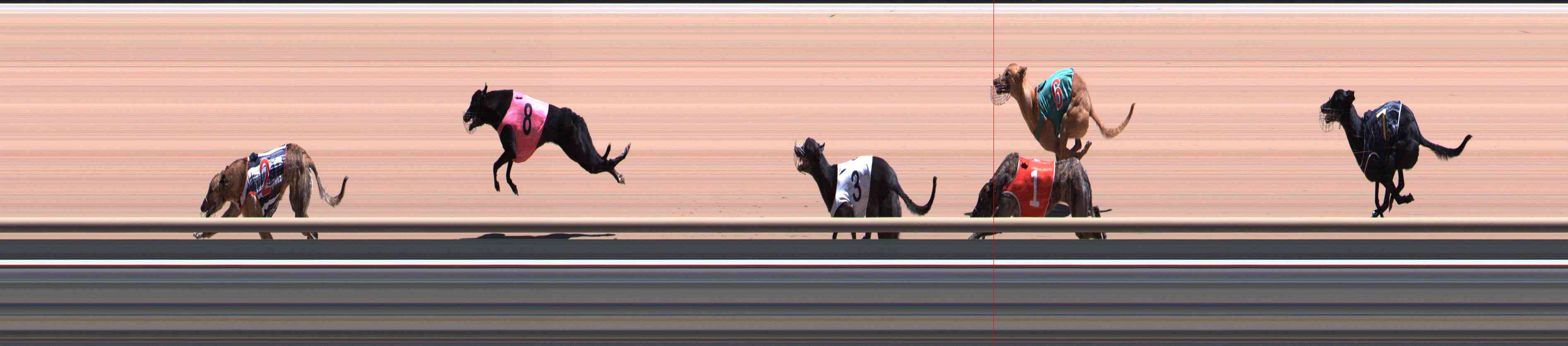 Photo finish for Healesville Race 11