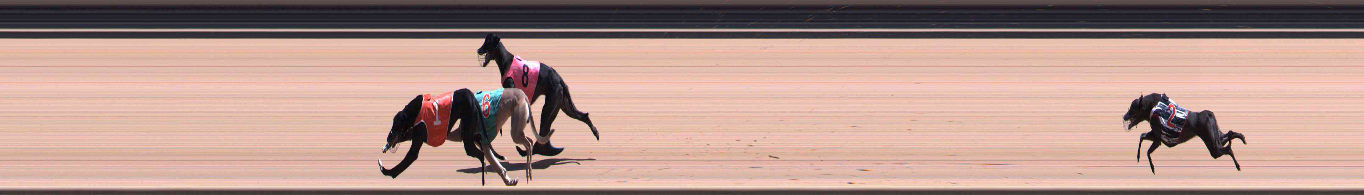 Photo finish for Healesville Race 10