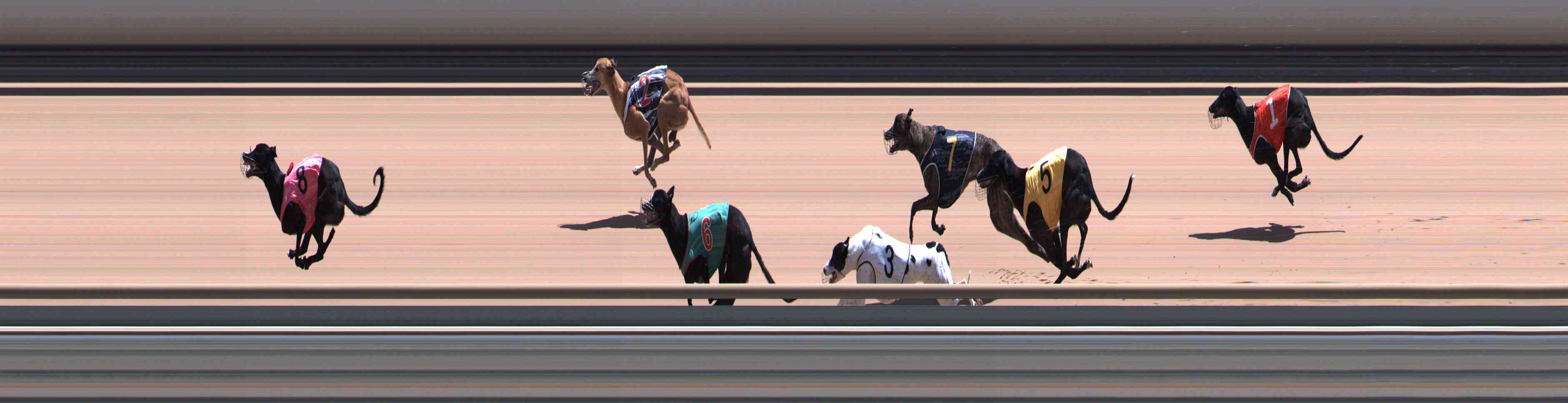 Photo finish for Healesville Race 11
