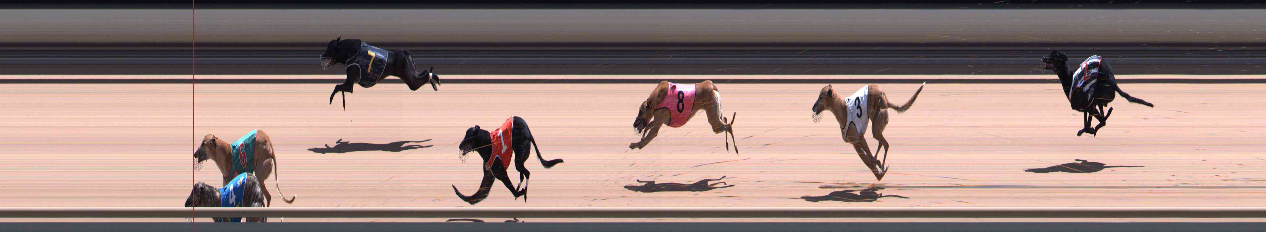 Photo finish for Healesville Race 12