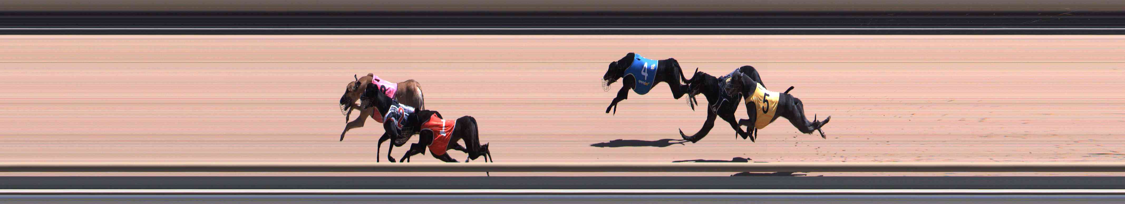 Photo finish for Healesville Race 9