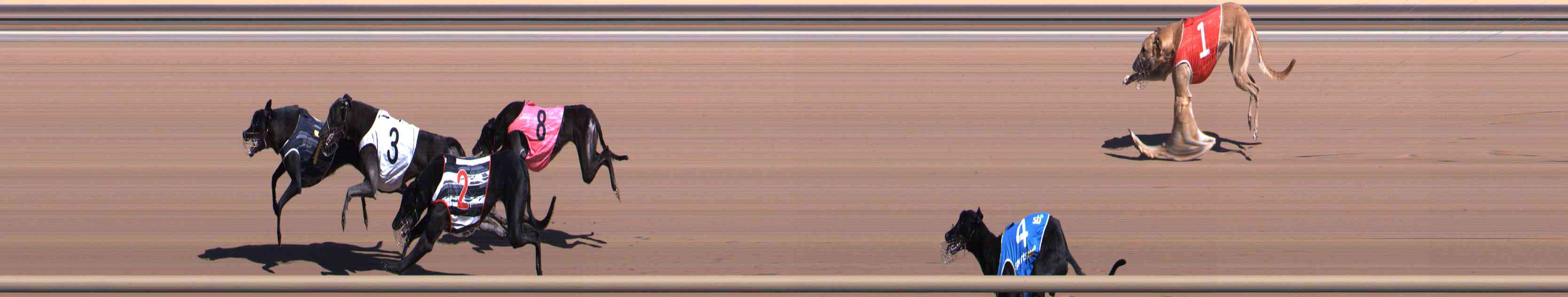 Photo finish for Healesville Race 2