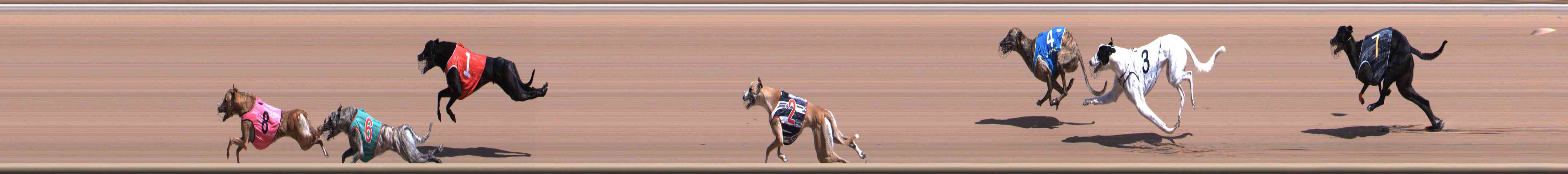 Photo finish for Healesville Race 5