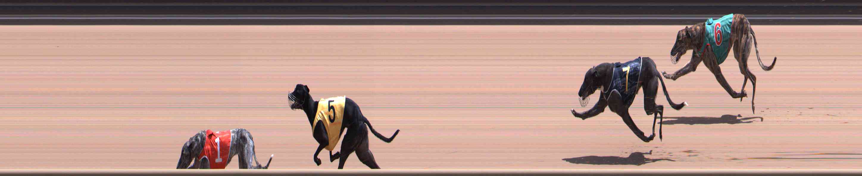Photo finish for Healesville Race 11