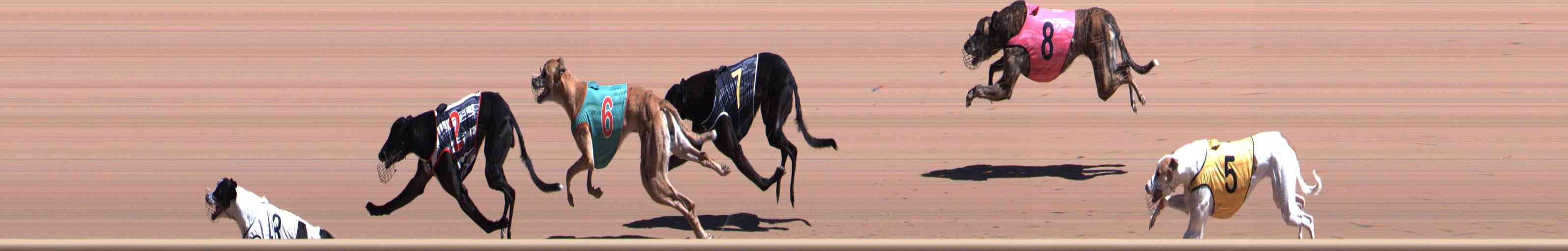 Photo finish for Healesville Race 6