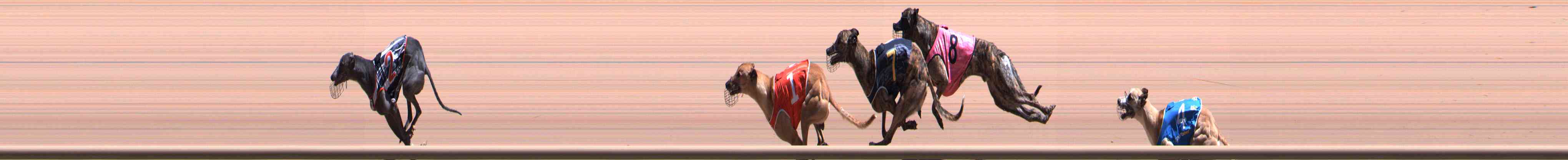 Photo finish for Healesville Race 9