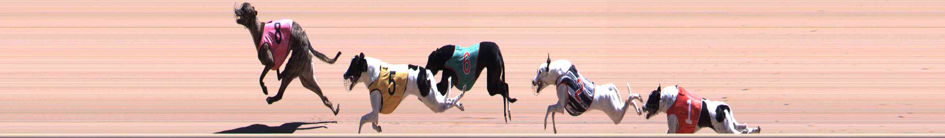 Photo finish for Healesville Race 11
