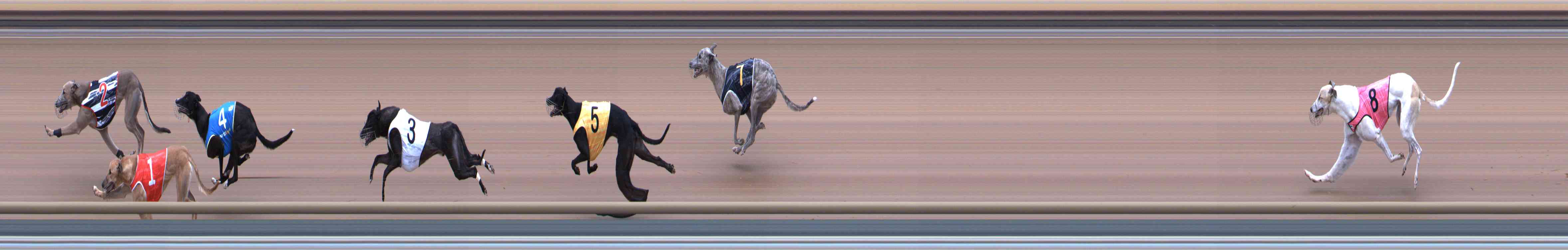 Photo finish for Healesville Race 2