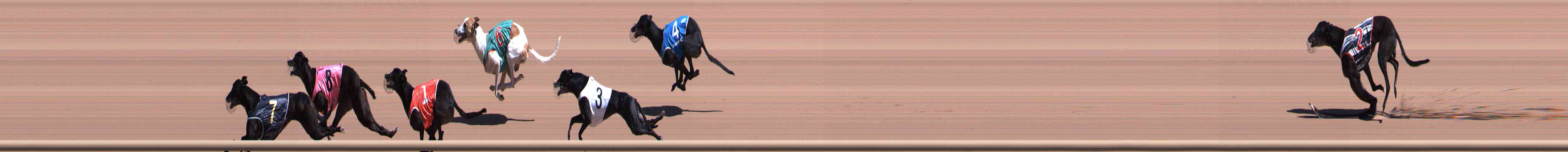 Photo finish for Healesville Race 5