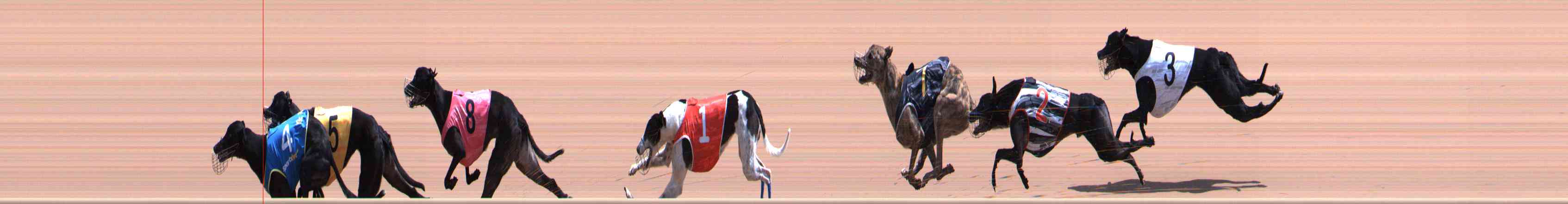 Photo finish for Healesville Race 10