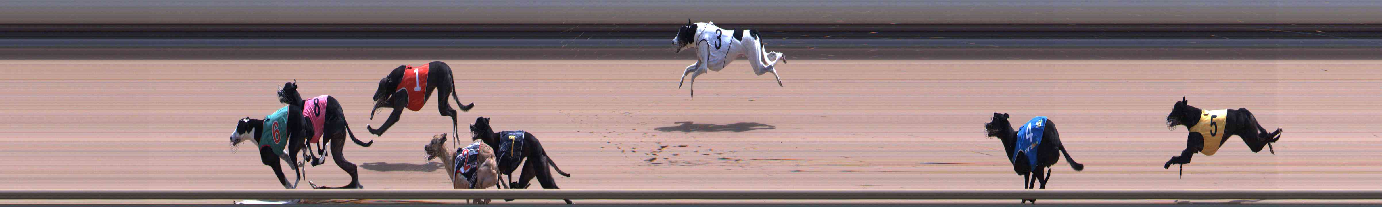 Photo finish for Healesville Race 11