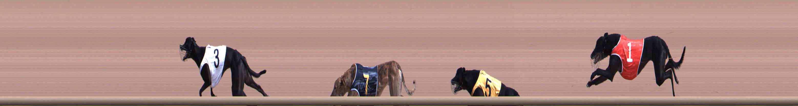 Photo finish for Healesville Race 4