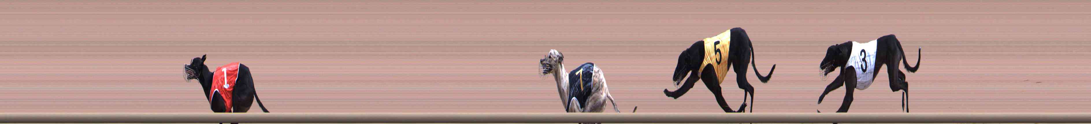 Photo finish for Healesville Race 5