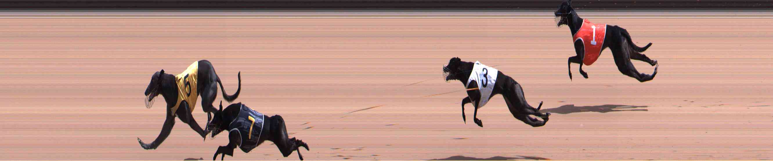 Photo finish for Healesville Race 7